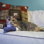 Our Wounded Cat