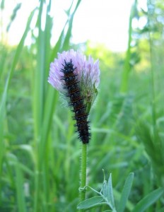 Caterpillar on purple clover
