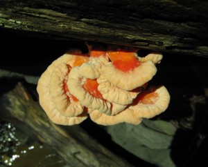 Fungus growing on a dead tree in the Untamed Glen