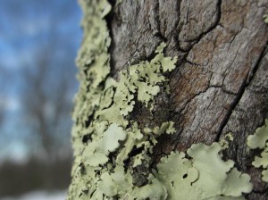 Lichen Wood