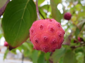 Interesting Fruit