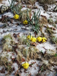 Icy Daffodils