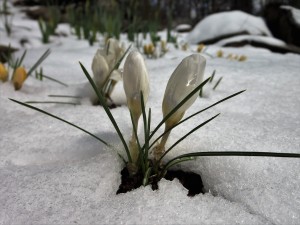 spring whites